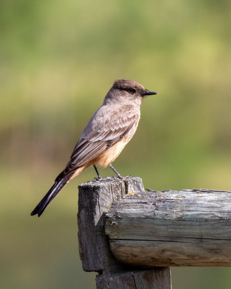 Say's Phoebe - ML456239391