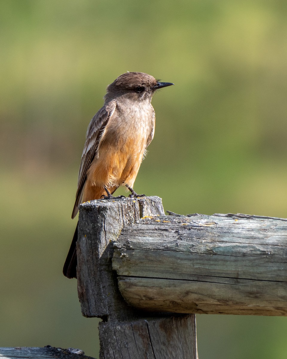 Say's Phoebe - ML456239411