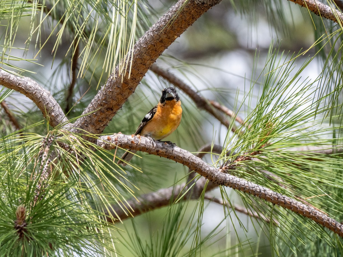 Black-headed Grosbeak - David Howe & Rosanne Dawson