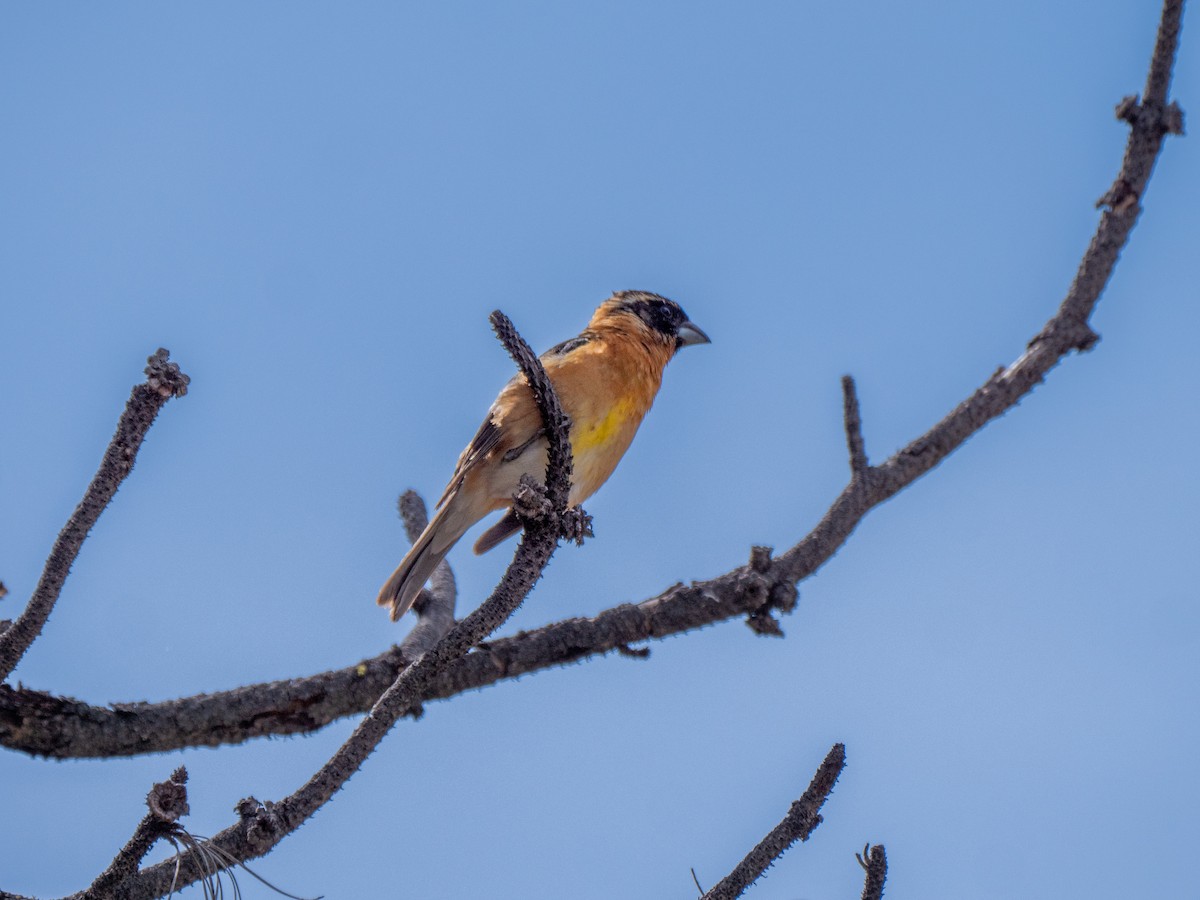 Black-headed Grosbeak - ML456239691