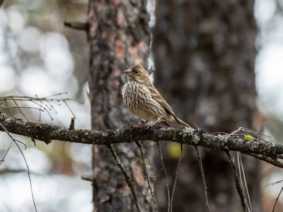 Cassin's Finch - ML456239741