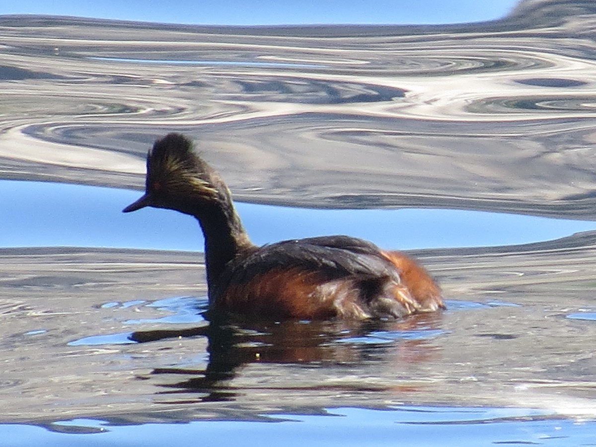 Eared Grebe - ML456239751