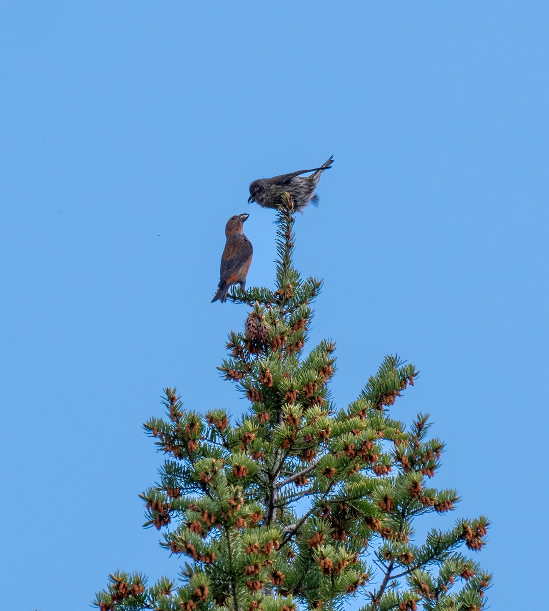 Red Crossbill - ML456239781