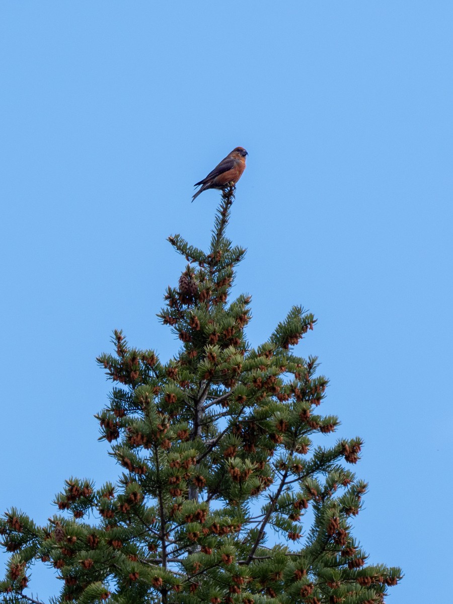 Bec-croisé des sapins - ML456239791