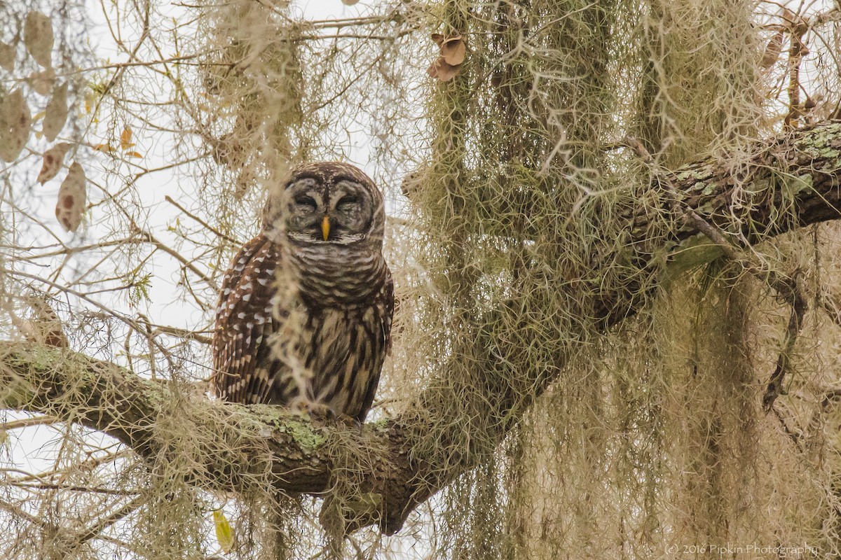 Barred Owl - ML45623981