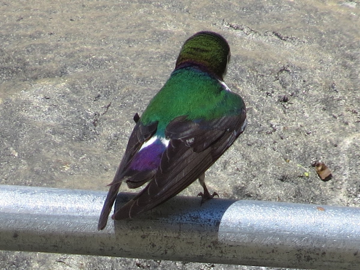 Violet-green Swallow - ML456239921