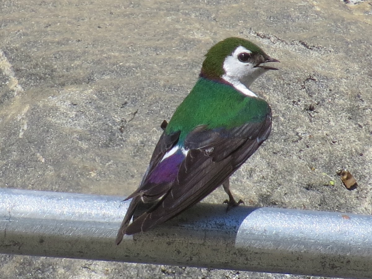 Violet-green Swallow - ML456240021