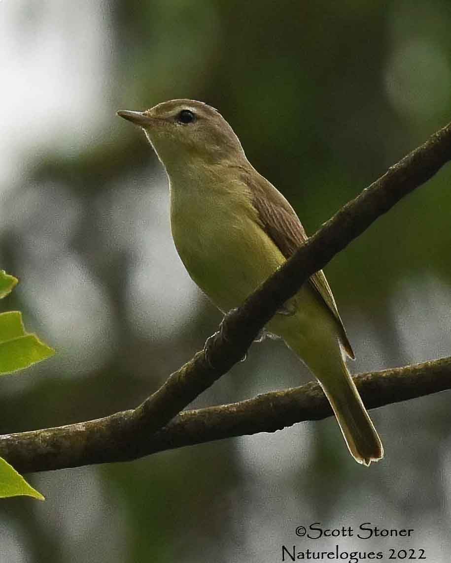 Warbling Vireo - ML456240181