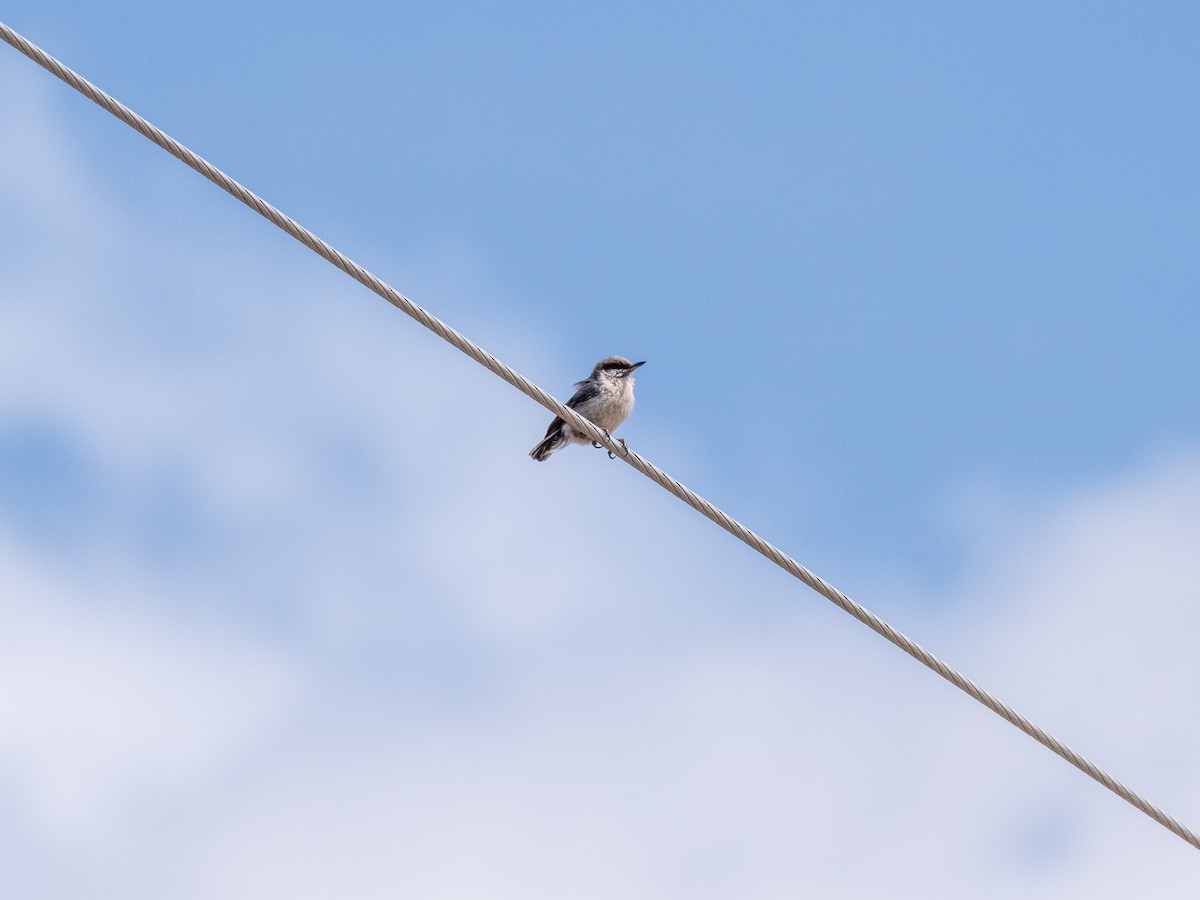 Pygmy Nuthatch - ML456240341