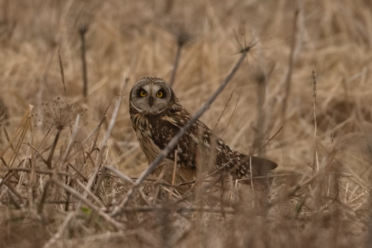 Short-eared Owl - ML456240861