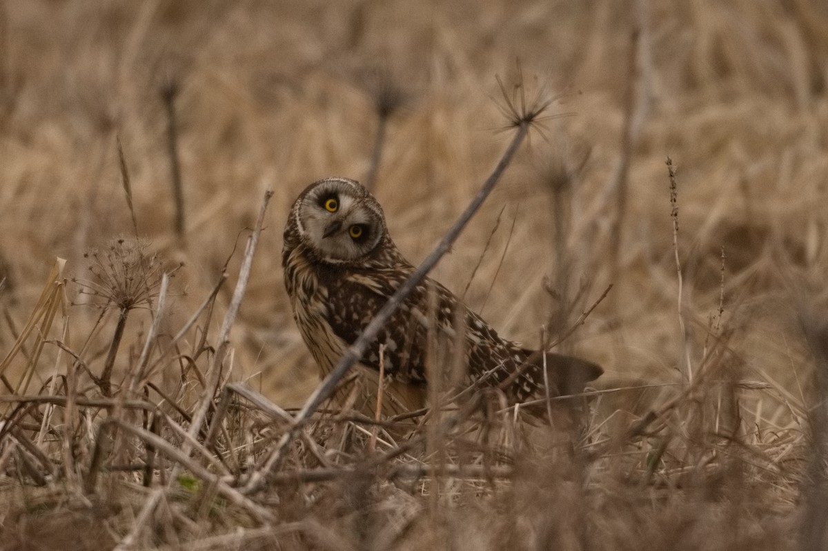 Short-eared Owl - ML456240871