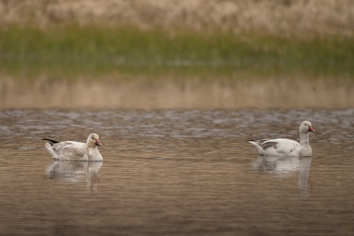 Snow Goose - ML456242181