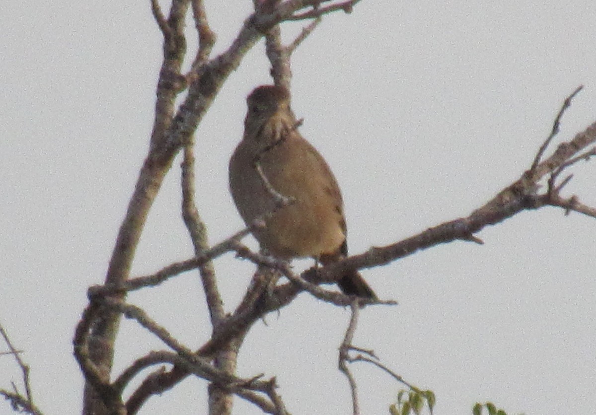 Gray-bellied Shrike-Tyrant - Matias Almeida