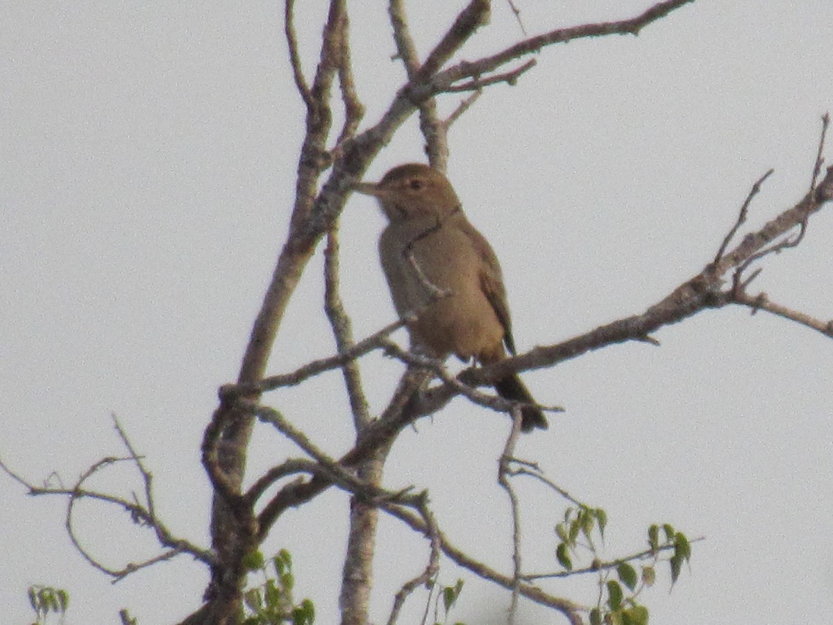 Gray-bellied Shrike-Tyrant - ML456242471