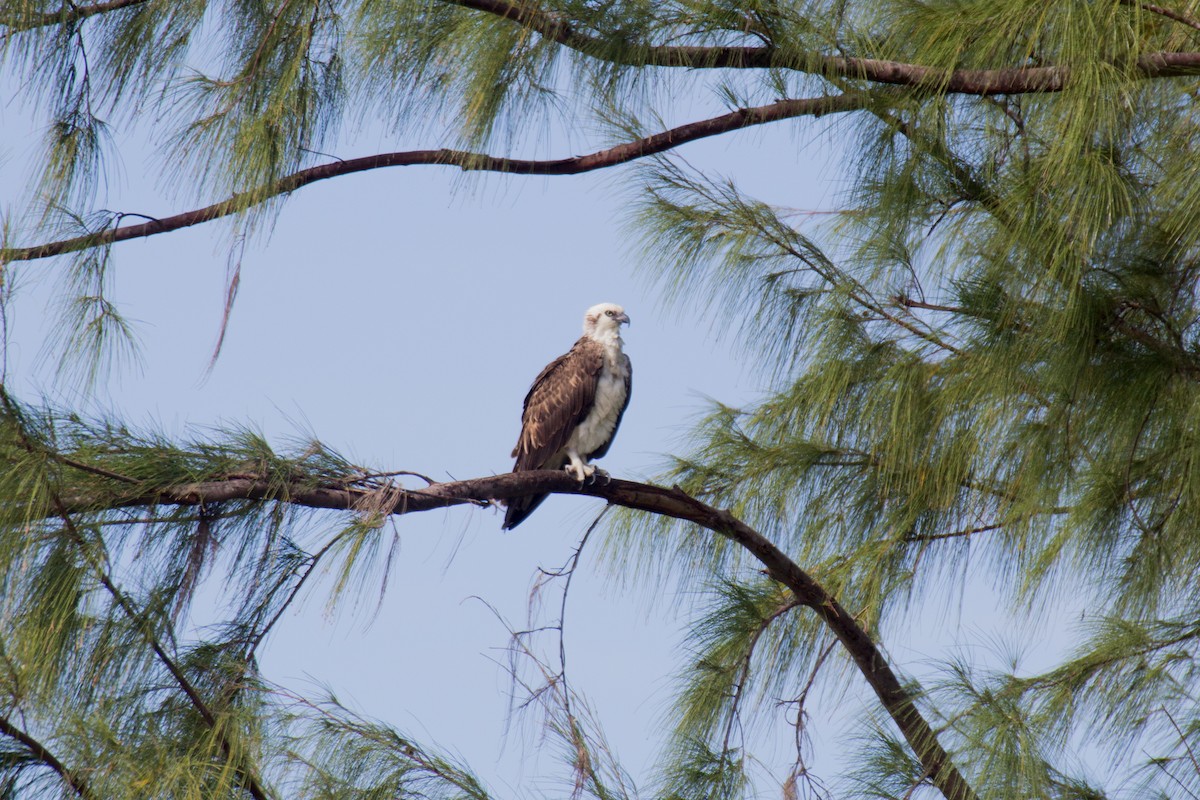 Águila Pescadora (ridgwayi) - ML45624291