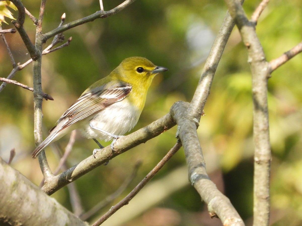 Yellow-throated Vireo - ML456242991