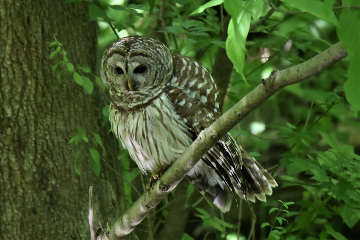 Barred Owl - ML456243181