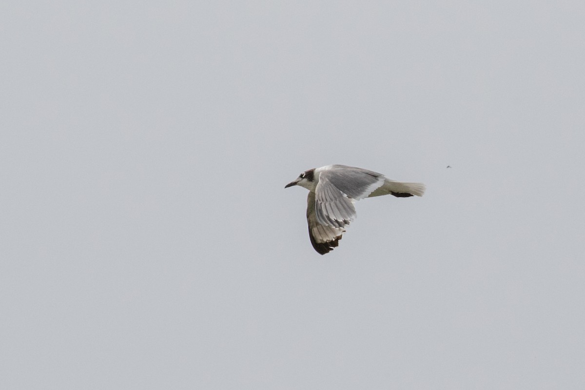 Franklin's Gull - ML456245161