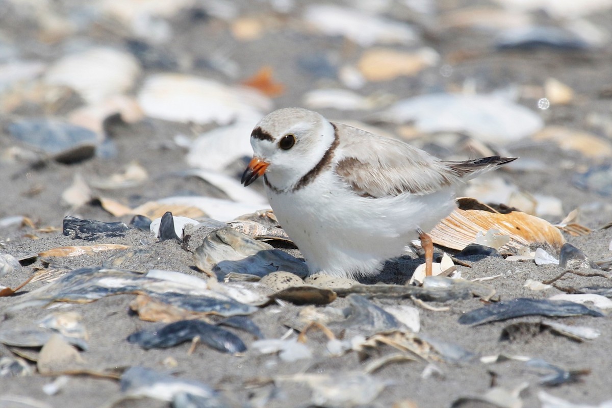 Piping Plover - mario balitbit