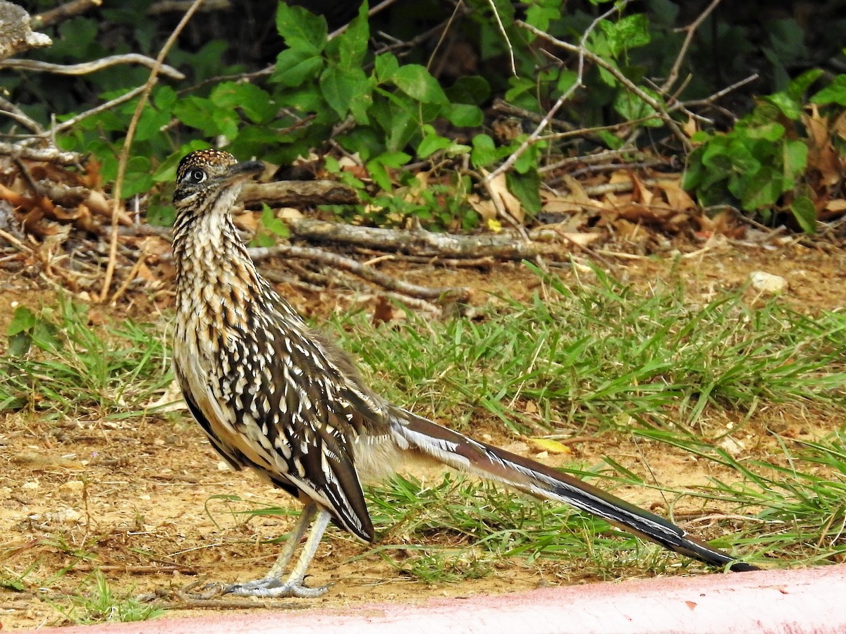 Greater Roadrunner - ML456245701