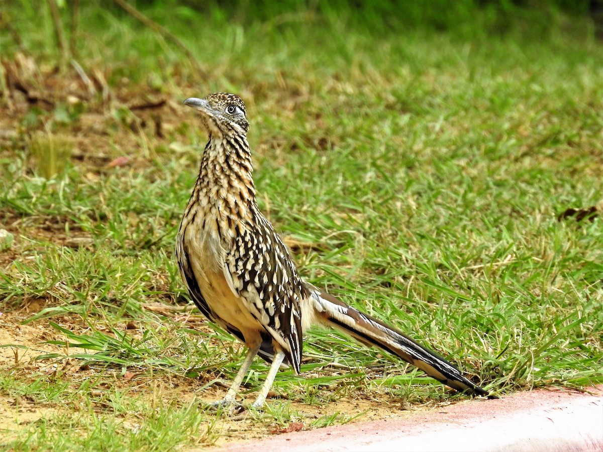 Greater Roadrunner - ML456245741