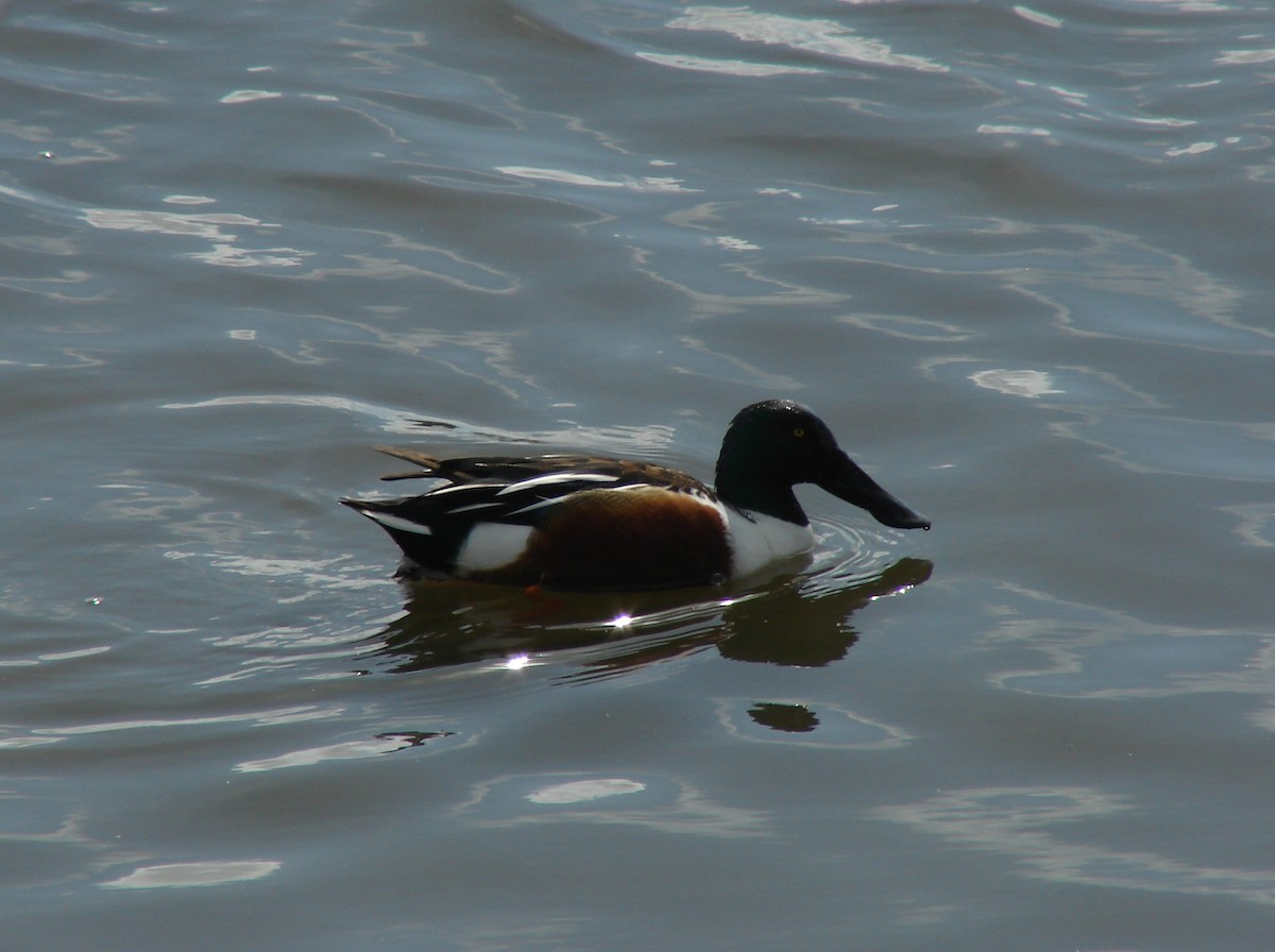 Northern Shoveler - Pamela Hunt