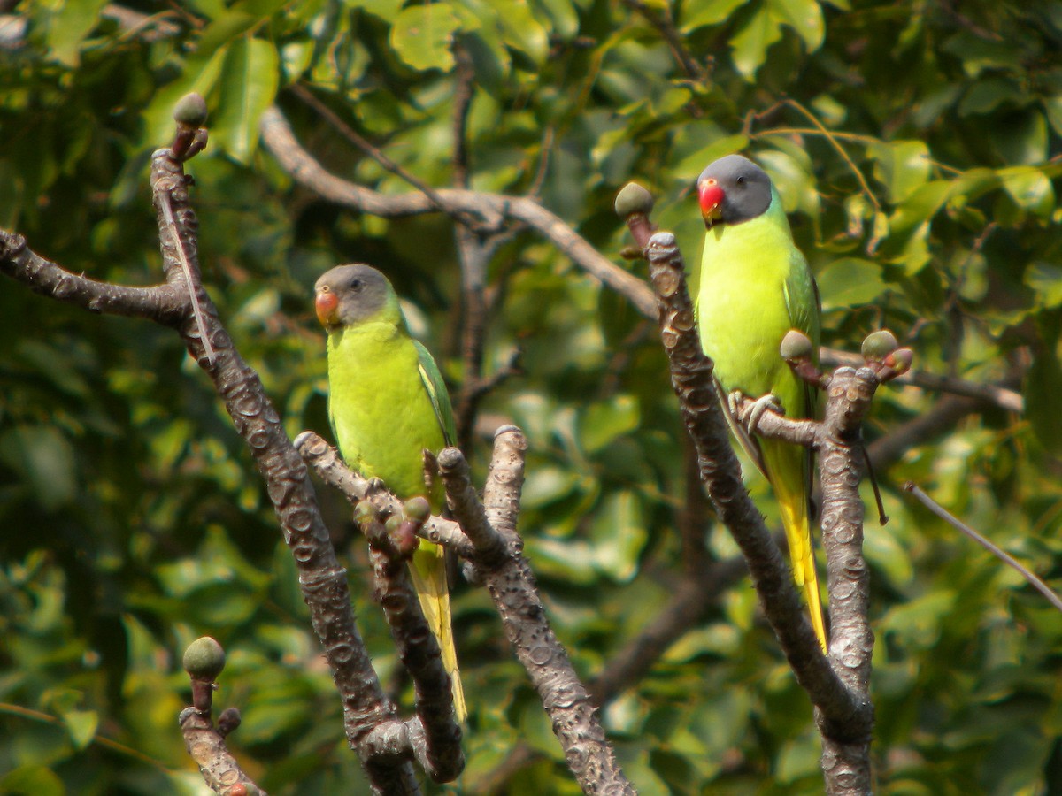 Gray-headed Parakeet - ML45624751