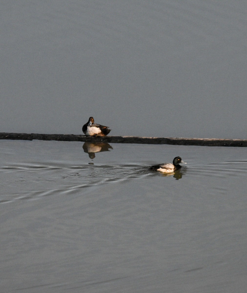 Porrón Bola - ML456248041