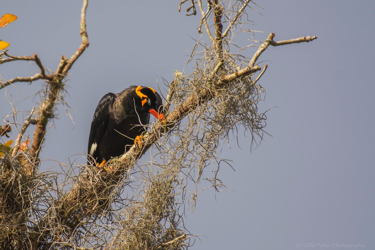 Common Hill Myna - ML45624861