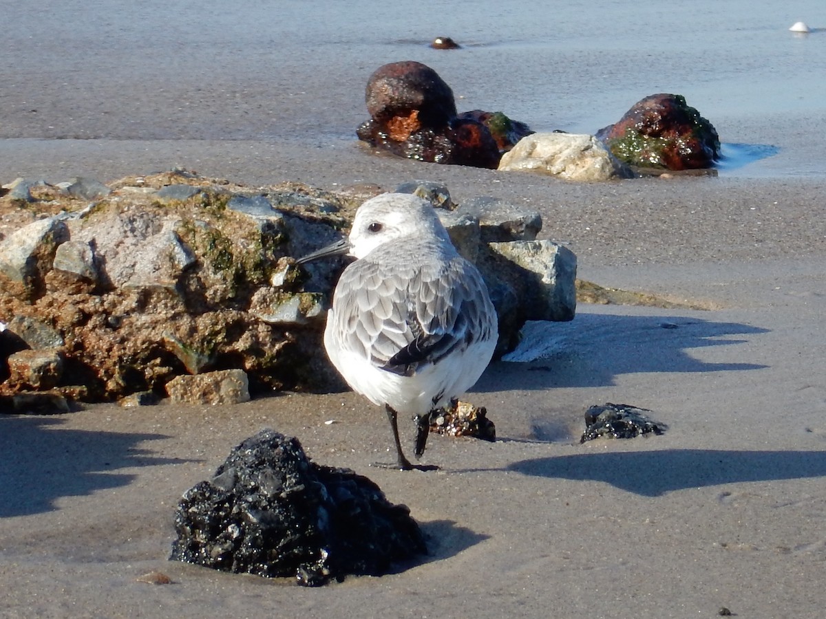 Bécasseau sanderling - ML45624921