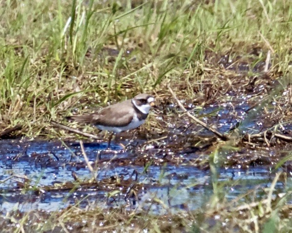 Semipalmated Plover - ML456249231