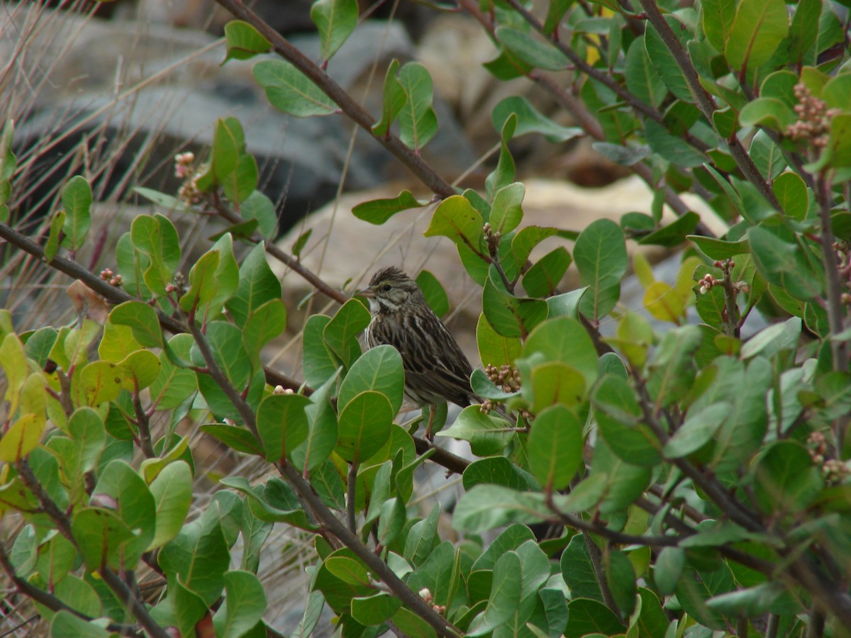 Savannah Sparrow (Savannah) - ML456249431