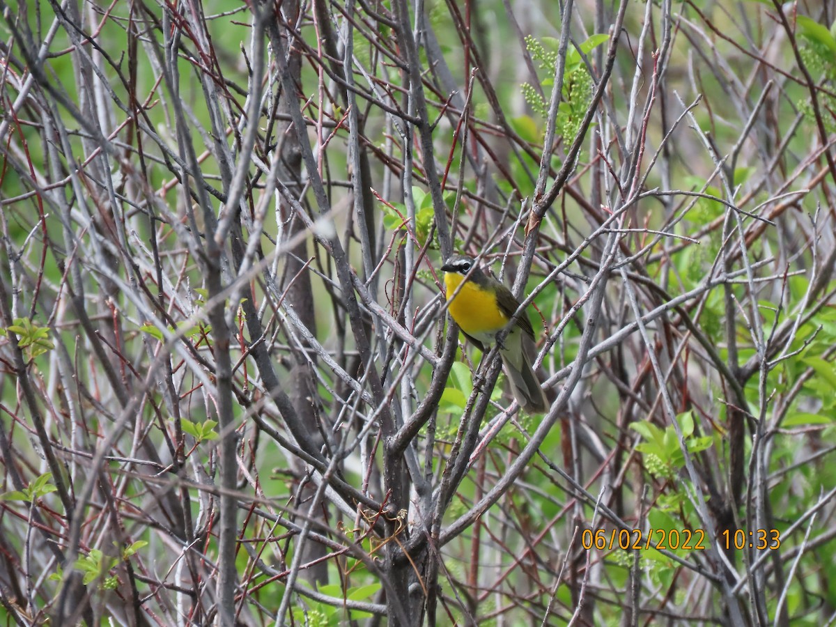 Yellow-breasted Chat - ML456251041