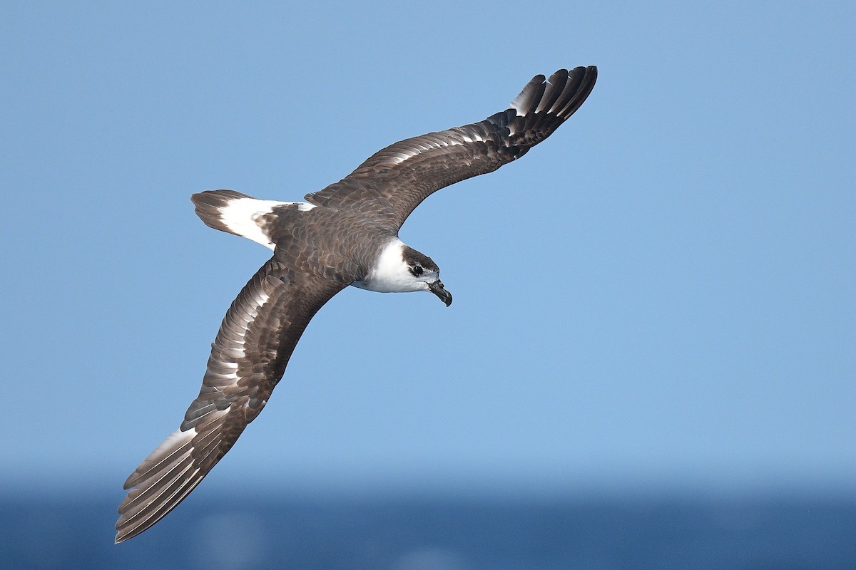 Petrel Antillano - ML456251811