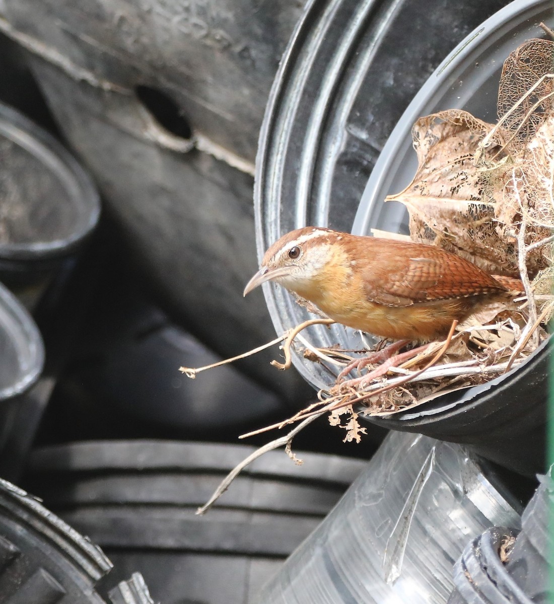 Carolina Wren - ML456253161