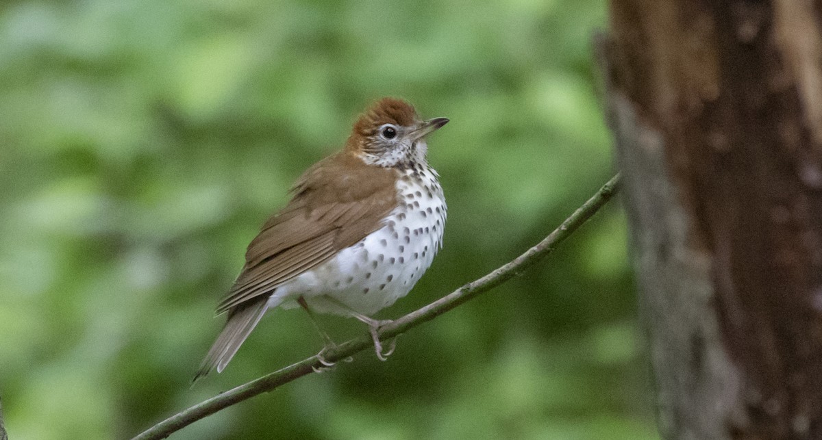 Wood Thrush - ML456253391