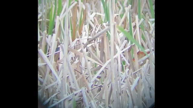 Least Bittern - ML456253581