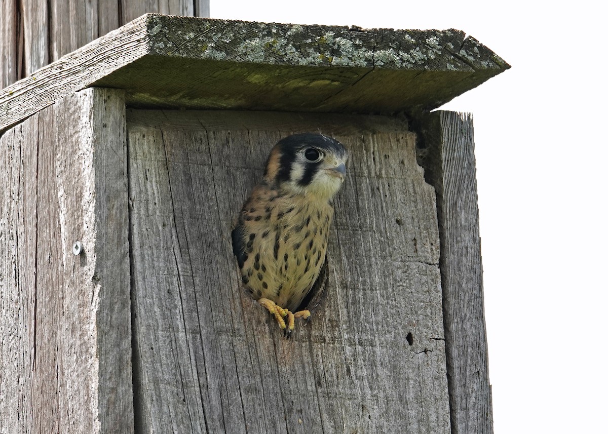 American Kestrel - ML456254821