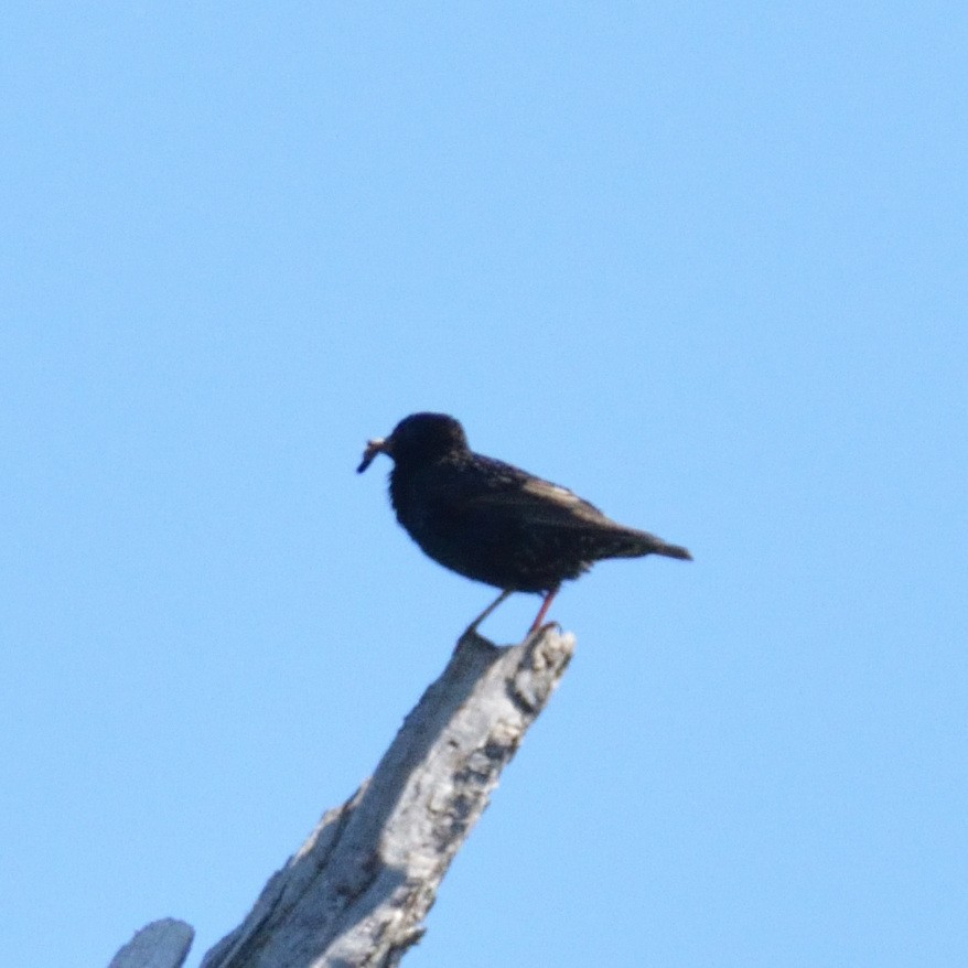 European Starling - ML456254831