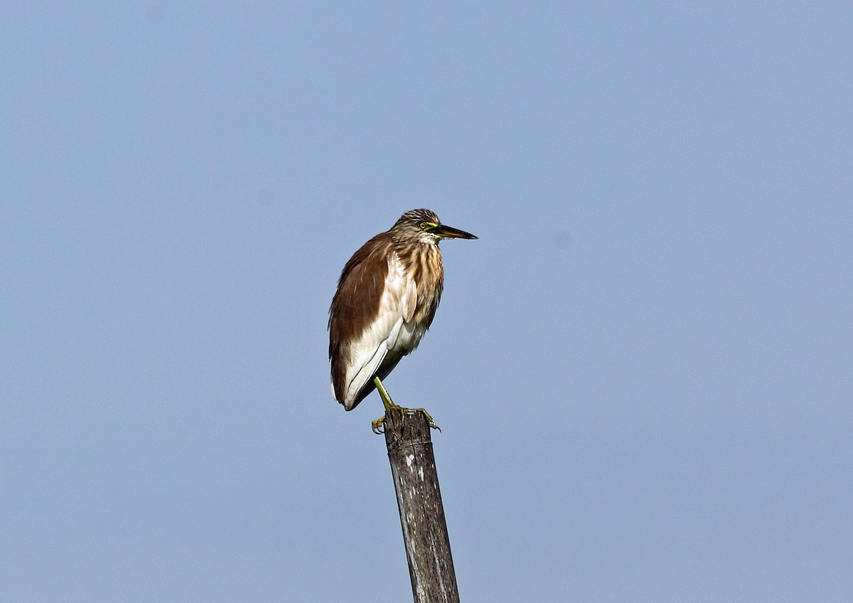 Chinese Pond-Heron - ML45625491