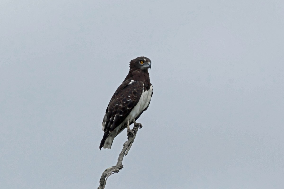 Black-chested Snake-Eagle - ML45625741