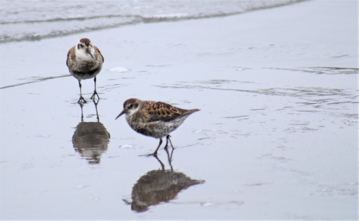 Beringstrandläufer - ML456258411