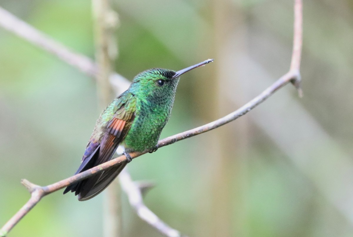 Blue-tailed Hummingbird - ML456258571