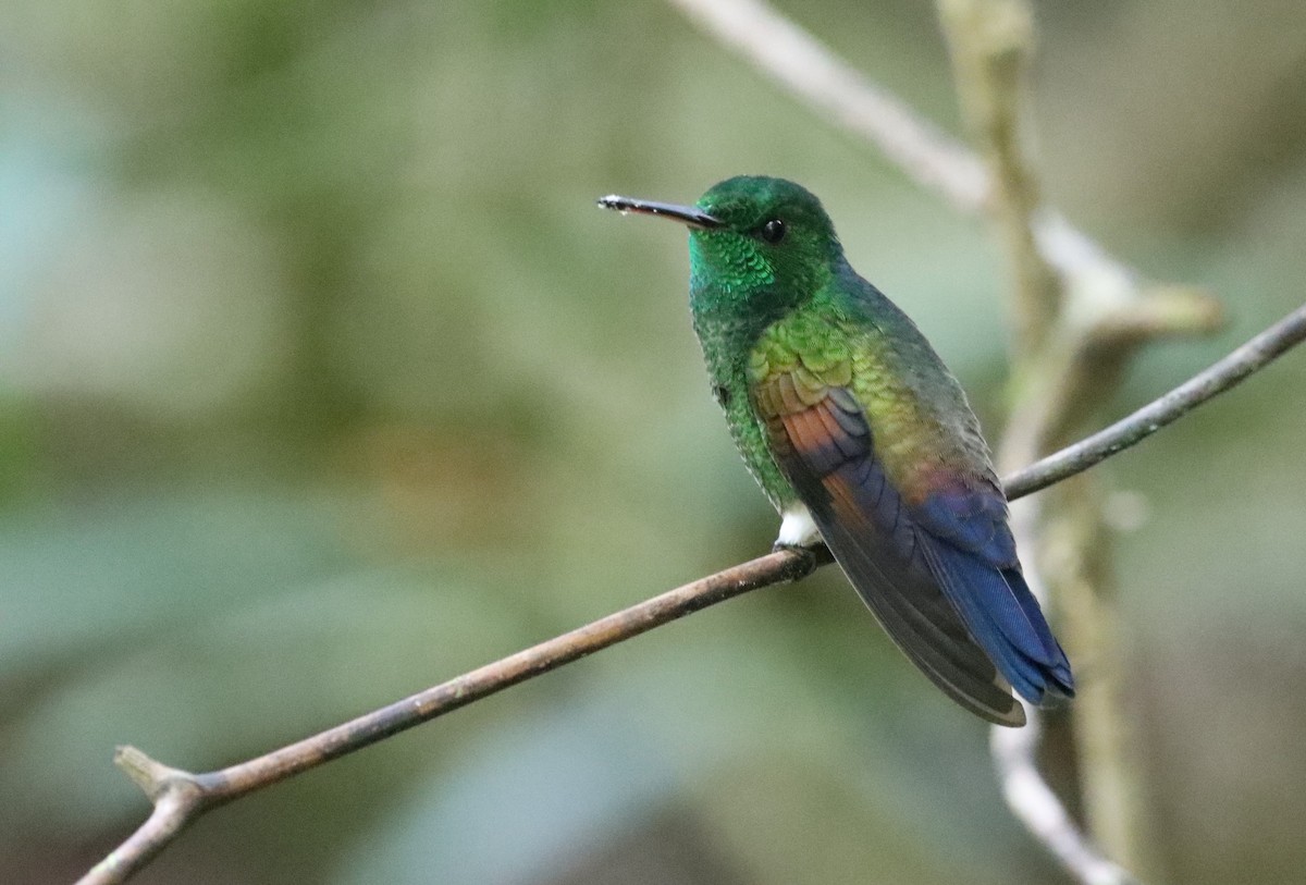 Blue-tailed Hummingbird - ML456258601