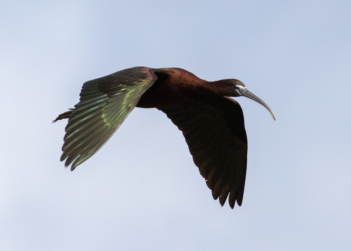 Glossy Ibis - ML456258891