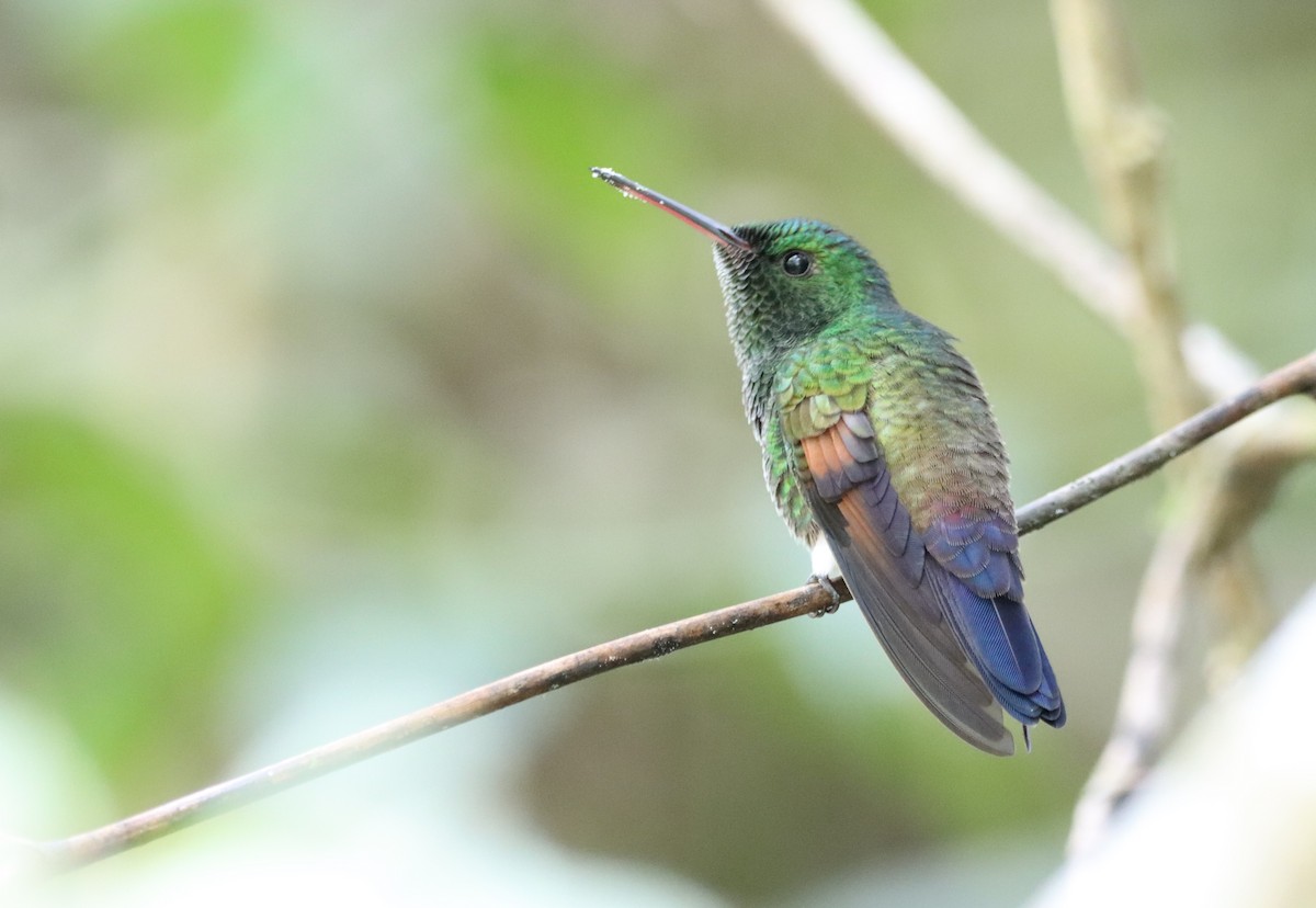 kolibřík středoamerický - ML456258981