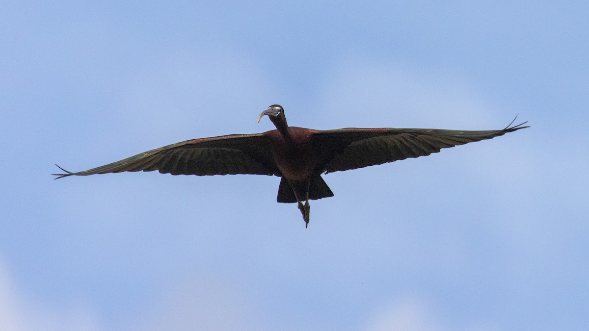 Glossy Ibis - ML456259021