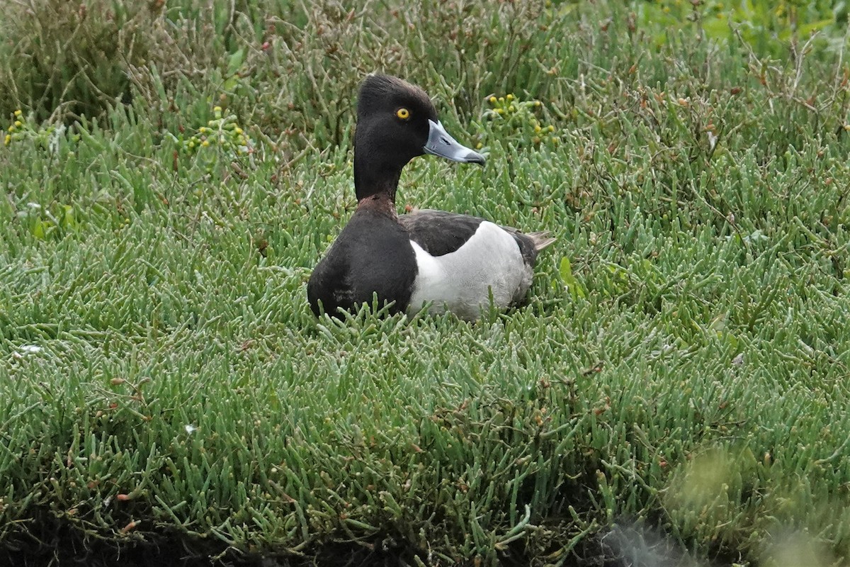 Ring-necked Duck - Steve Hampton