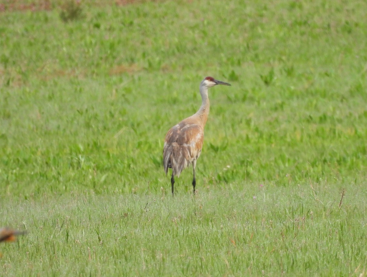 Sandhill Crane - ML456263401