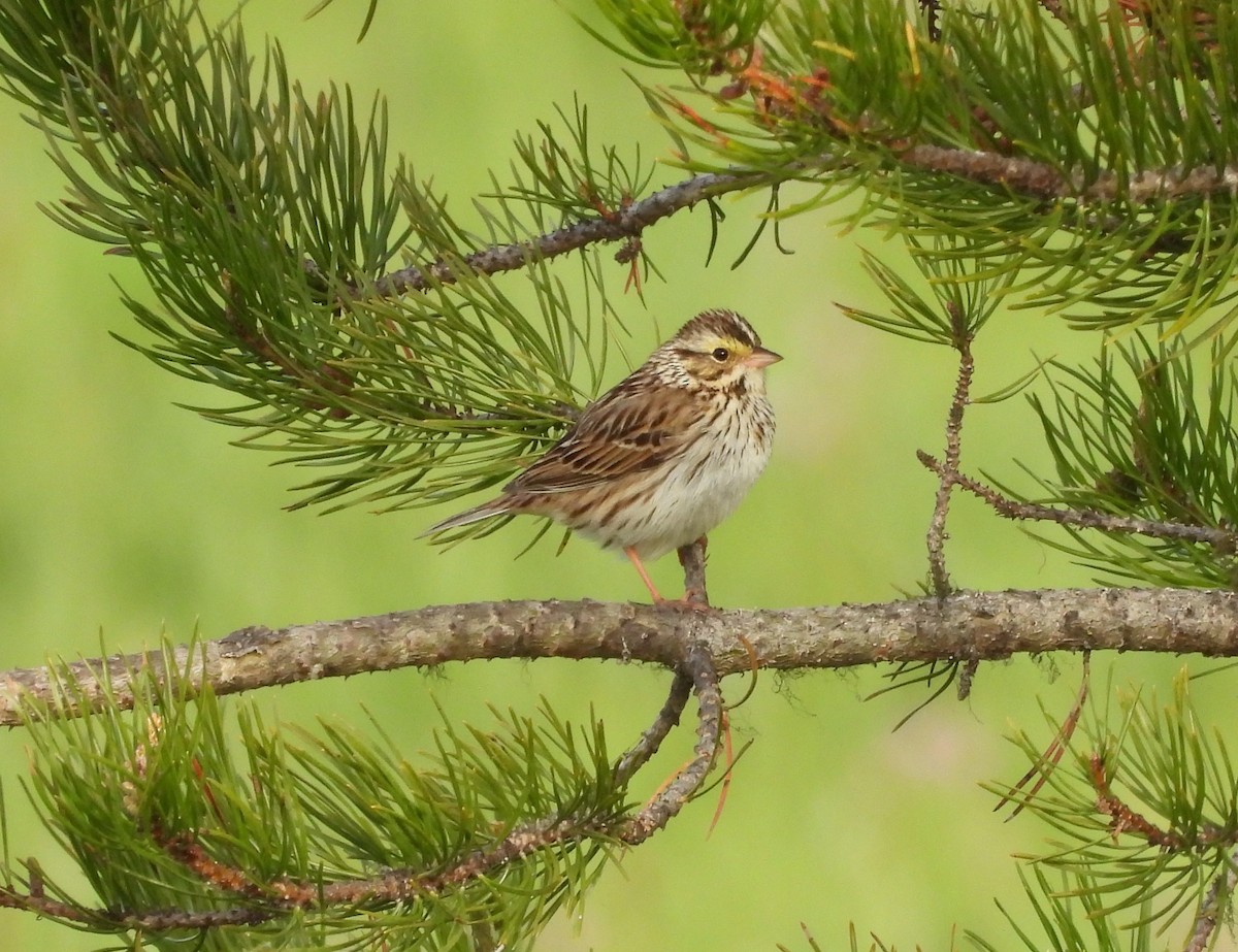 Savannah Sparrow - ML456263621